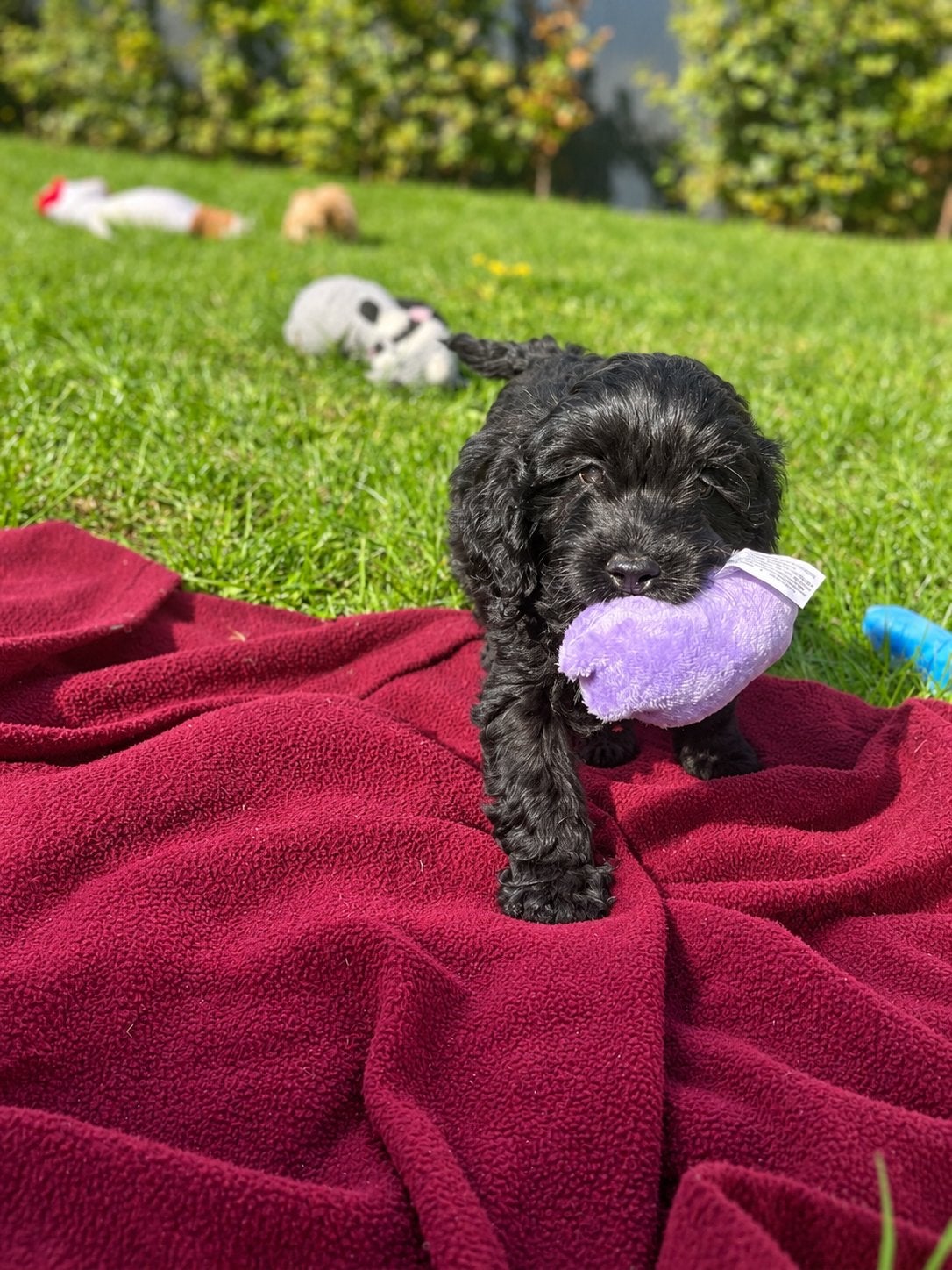 Beaux chiots cockapoo (parents testés), Caniche, Maladie de Carré (chiens), Plusieurs, Belgique