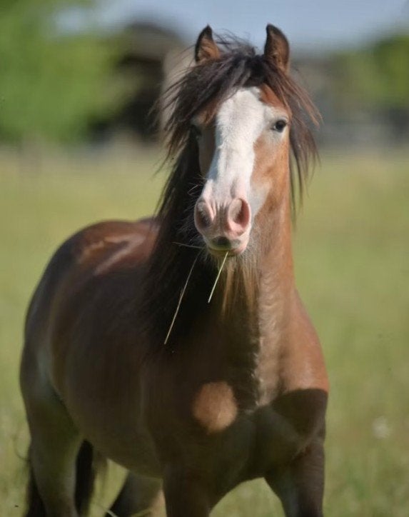 Mini tinker merrie te koop, Merrie, Onbeleerd, Recreatiepony, Gechipt