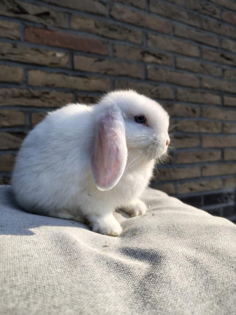 Minilop rammetjes, Dieren en Toebehoren, Mannelijk, Dwerg, Hangoor, 0 tot 2 jaar