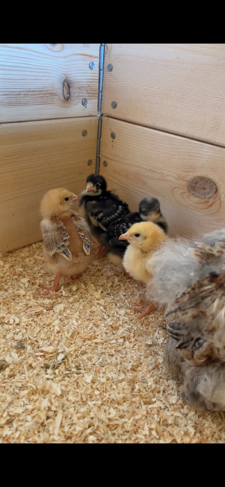 Sociale kuikentjes hennen, Dieren en Toebehoren