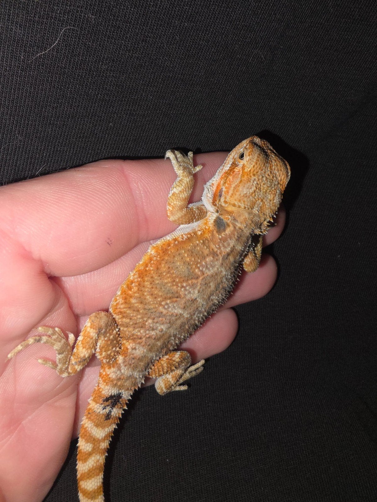 mooie orange/red baardagaam-man, Hagedis, Tam, 0 tot 2 jaar