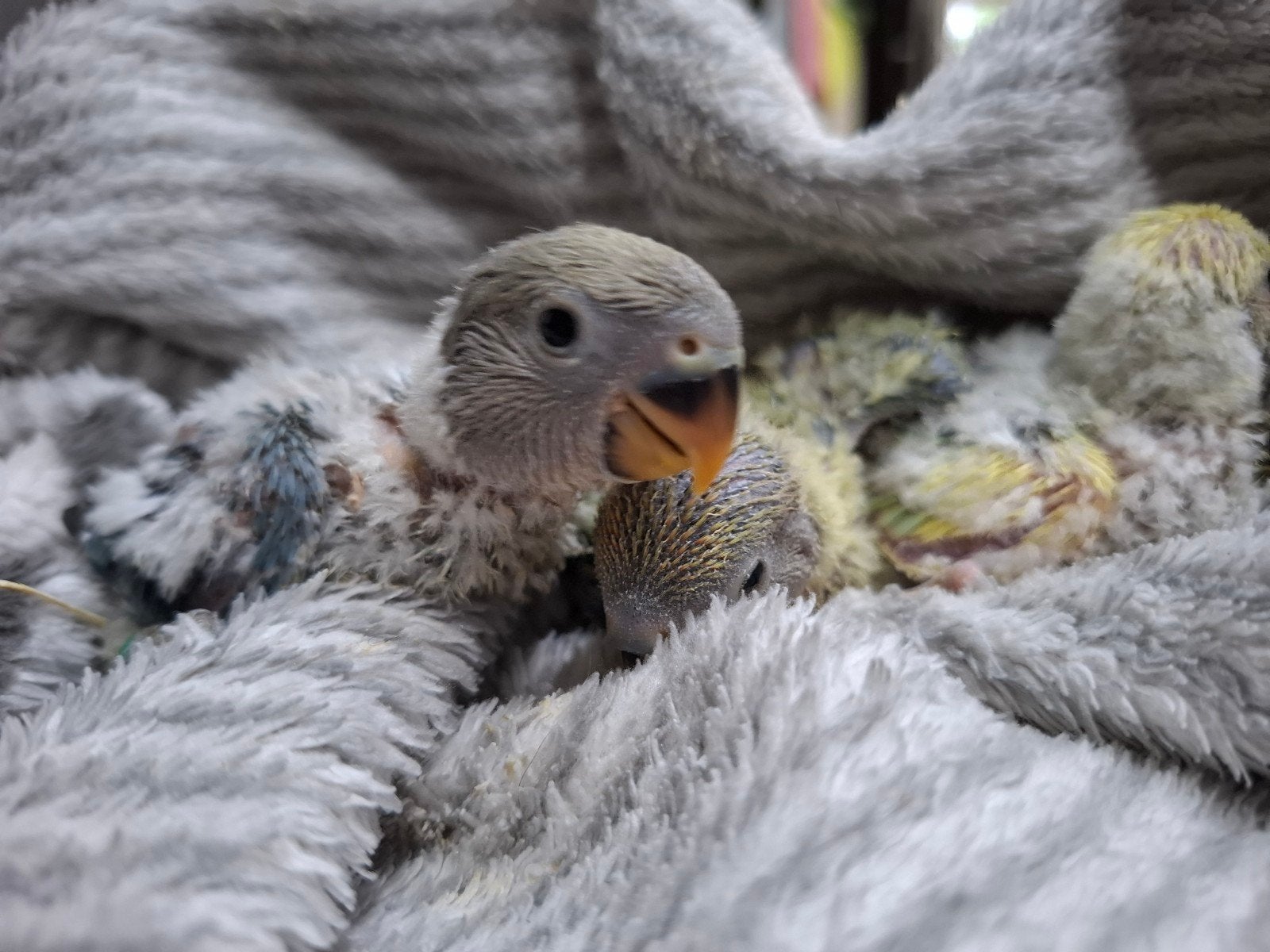 agapornis roseicollie babys handtam