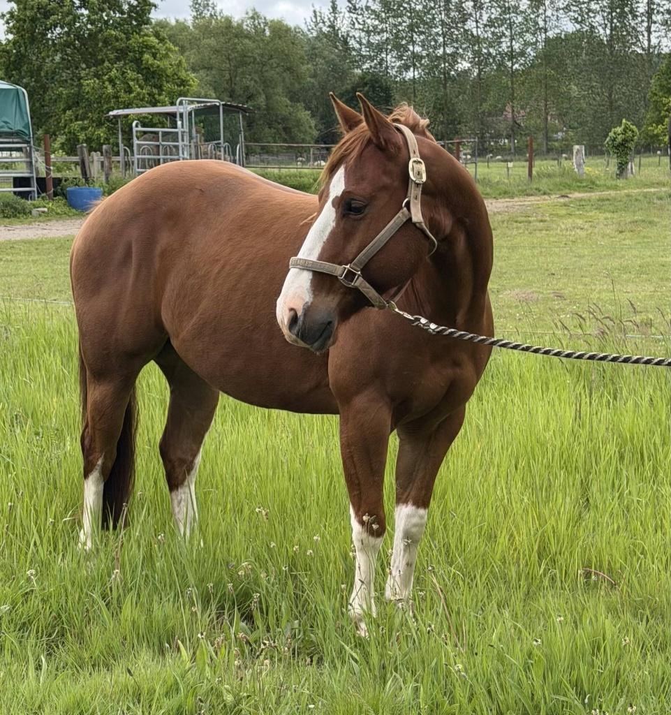 2022 QH ruin v. Inferno 66, Dieren en Toebehoren, Paarden, Minder dan 160 cm, Met stamboom, Ruin, 3 tot 6 jaar