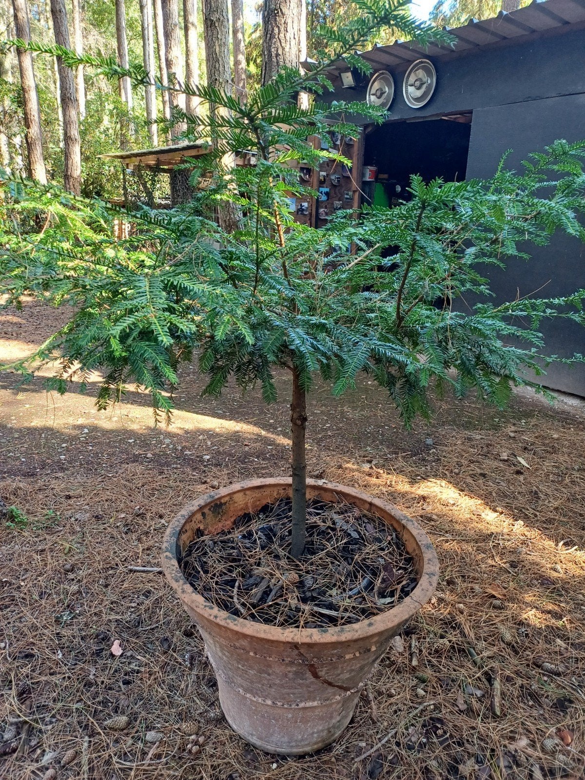 taxus stam bonsai, Enlèvement