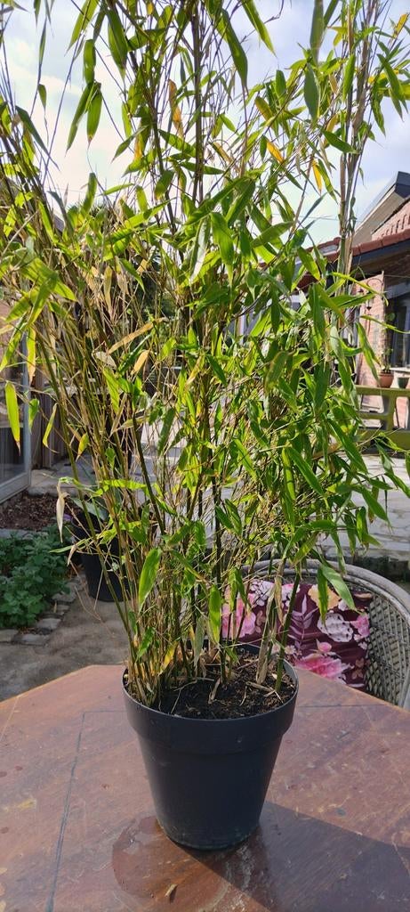 Fragesia ûriela, Tuin en Terras
