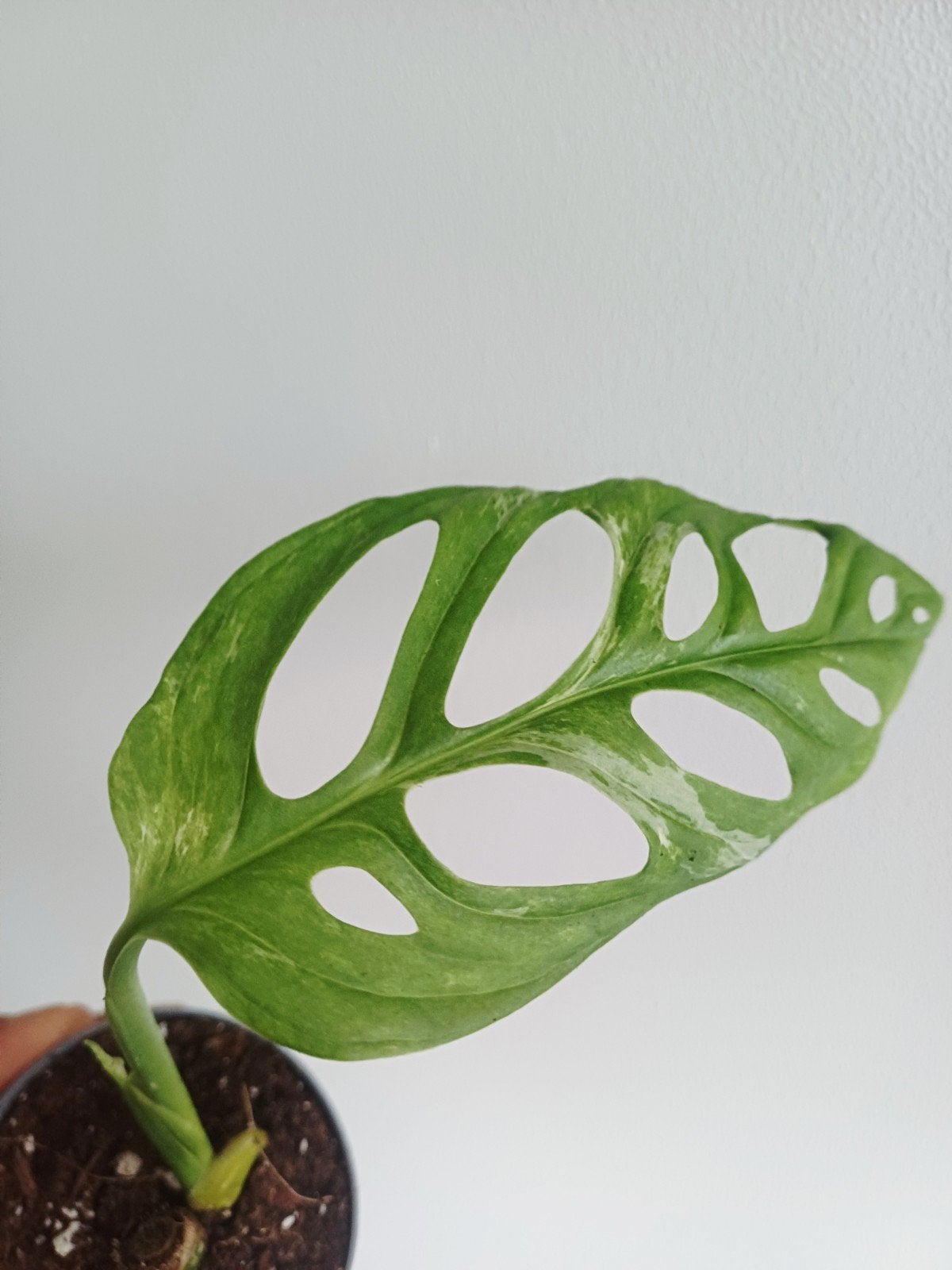Monstera Adansonii Indonesian Marble, Maison & Meubles, Plantes d'intérieur, Autres espèces, En pot, Enlèvement ou Envoi, Moins de 100 cm