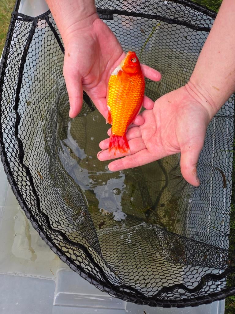 Mooie goudvis 20 cm – eigen kweek, Dieren en Toebehoren, Vissen | Vijvervissen