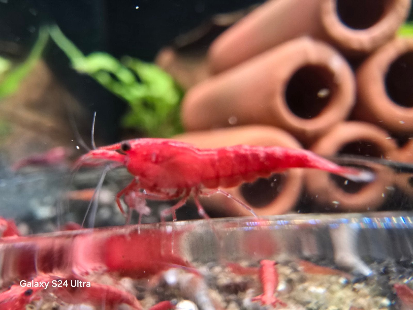 Sakura rouge Neocaridina, Animaux & Accessoires, Homard, Crabe ou Crevette, Poisson d'eau douce, Banc de poissons
