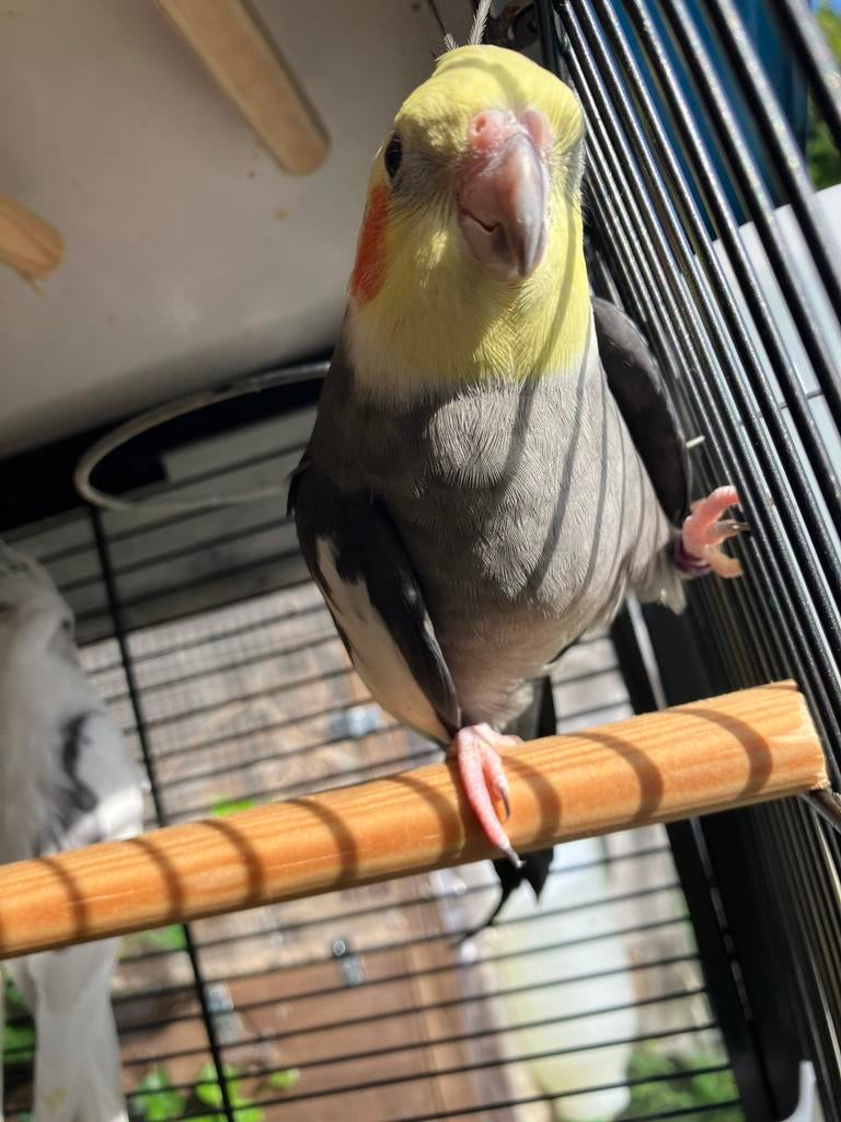 HALF TAMME WILDKLEUR VALPARKIETEN VANAF 60 EURO/VOGEL, Dieren en Toebehoren, Meerdere dieren, Parkiet, Tam