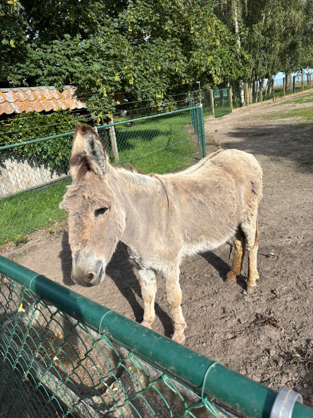 Ezel merrie, Dieren en Toebehoren