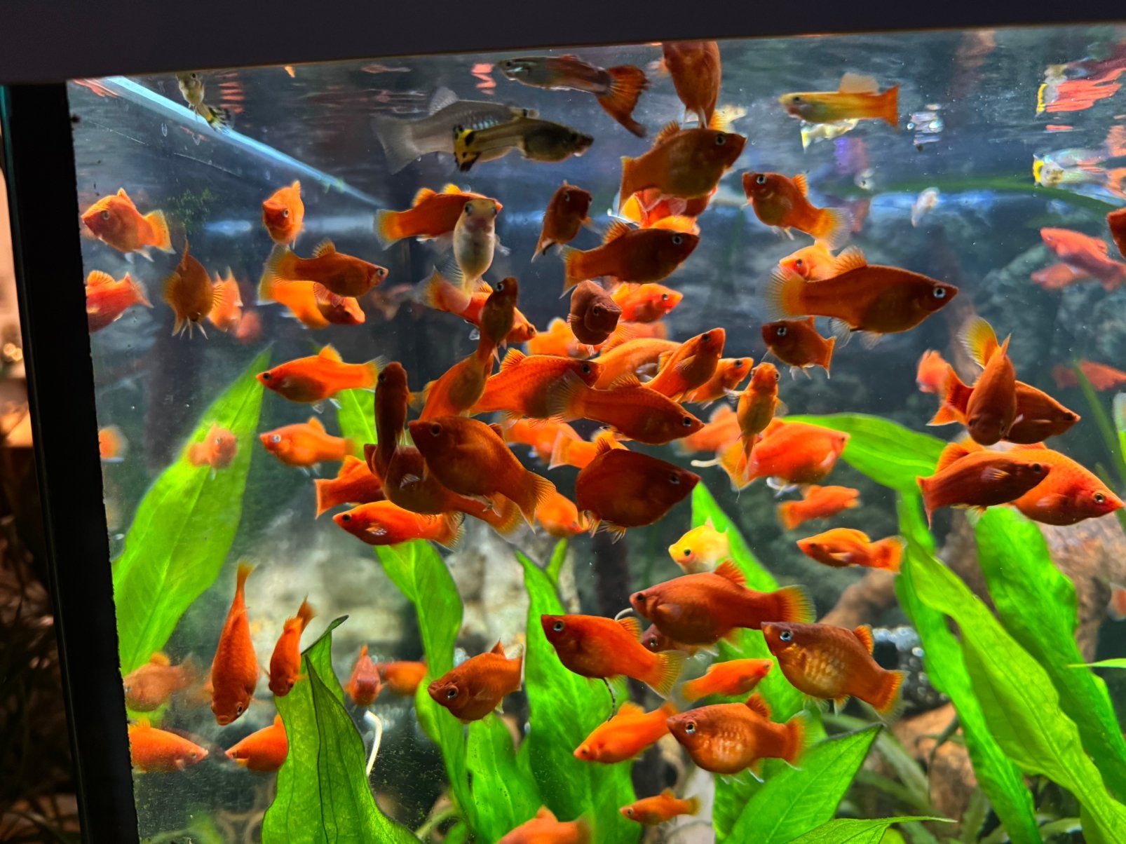 Platy, Animaux & Accessoires, Poissons | Aquariums & Accessoires, Comme neuf, Enlèvement