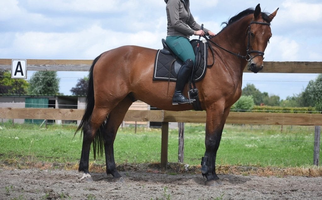 Röntgen OK, correcte , lieve BWP ruin, Dieren en Toebehoren, Paarden, Met stamboom, Ruin, L, Recreatiepaard