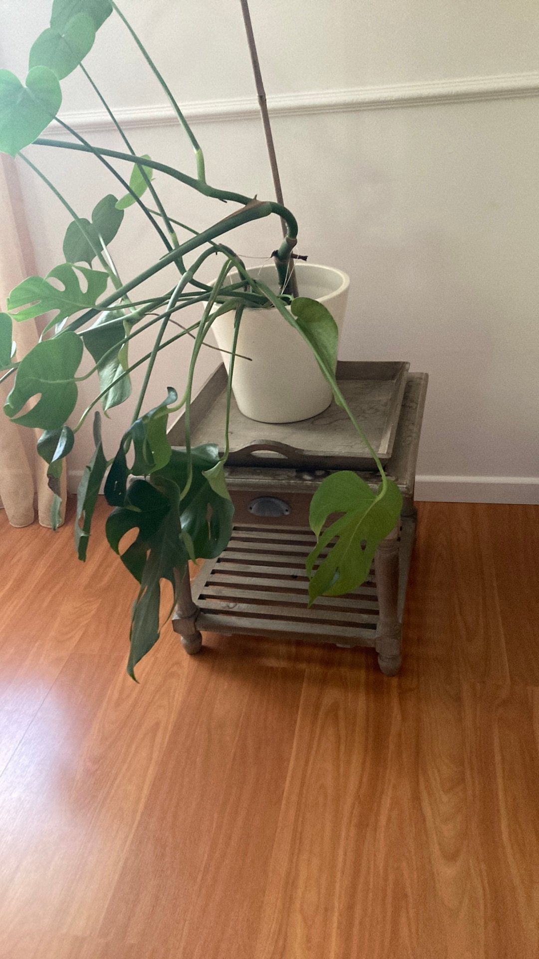 Leuk tafeltje met plant monstera in pot, Ophalen, Zo goed als nieuw