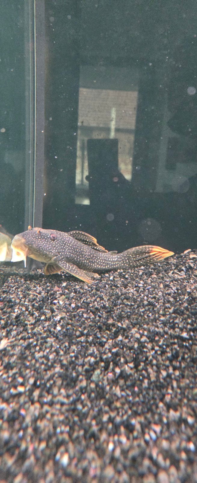 L014 sunshine pleco +- 20cm, Dieren en Toebehoren