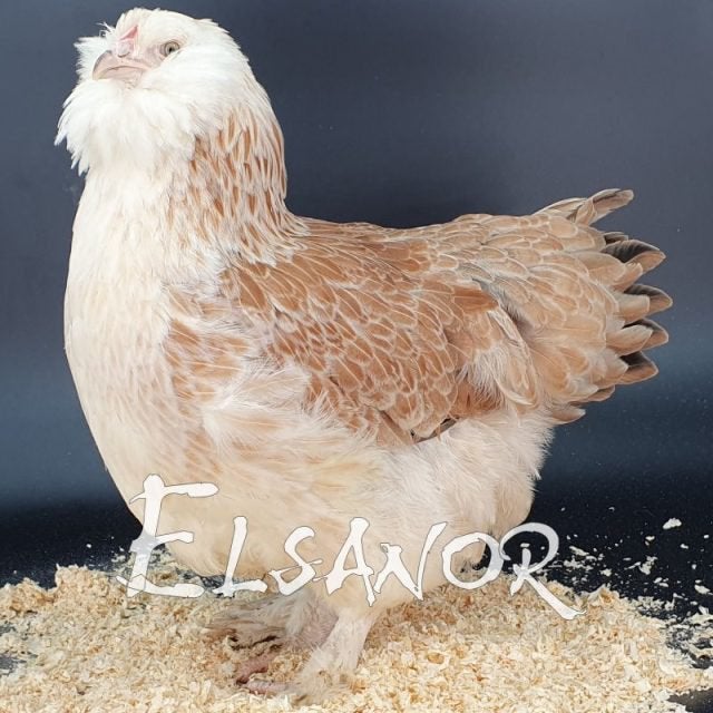 Lot Poules Faverolles grande race 6 mois, Femelle, Poule ou poulet