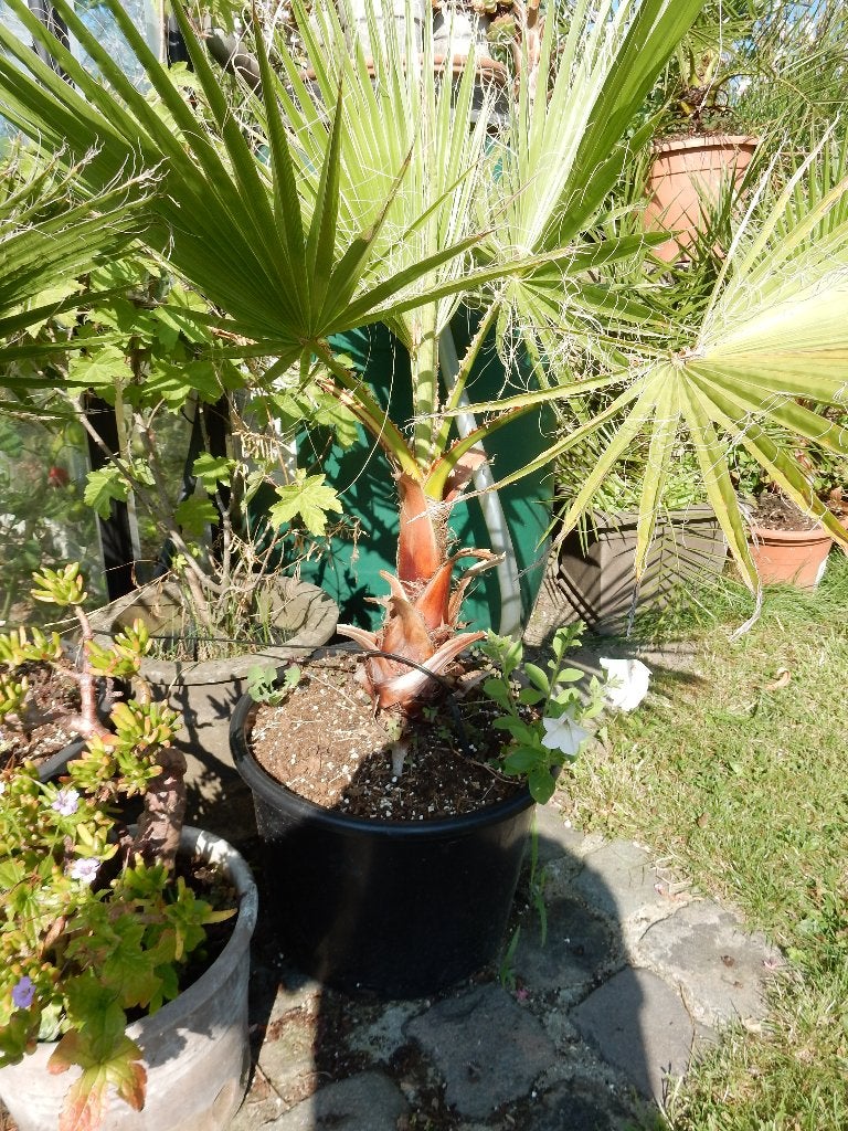 Te koop Washingtonia Robusta, Tuin en Terras, Volle zon, Vaste plant, Bloeit niet, Ophalen