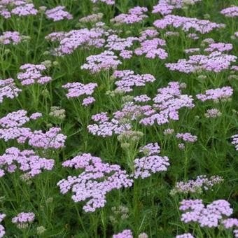 Achillea Lilac Beauty, Ophalen
