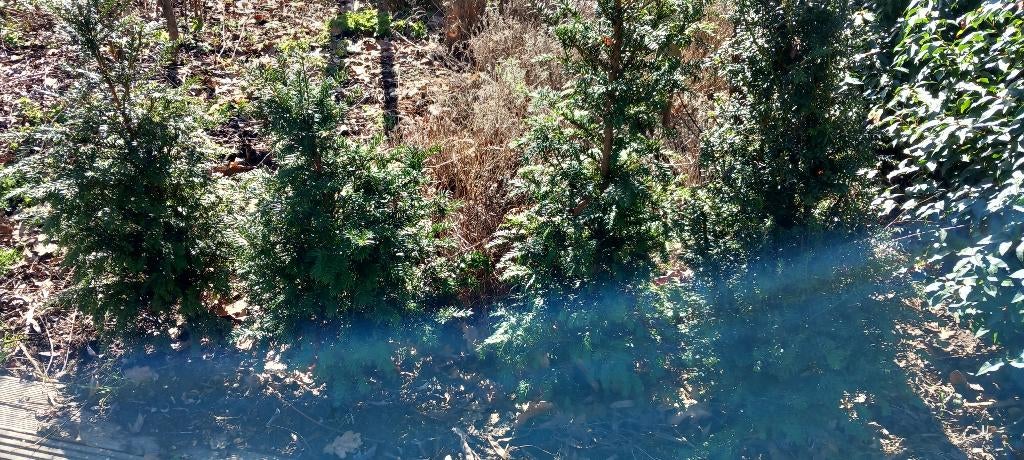 Taxus Baccada, Tuin en Terras, Planten | Bomen, Ophalen