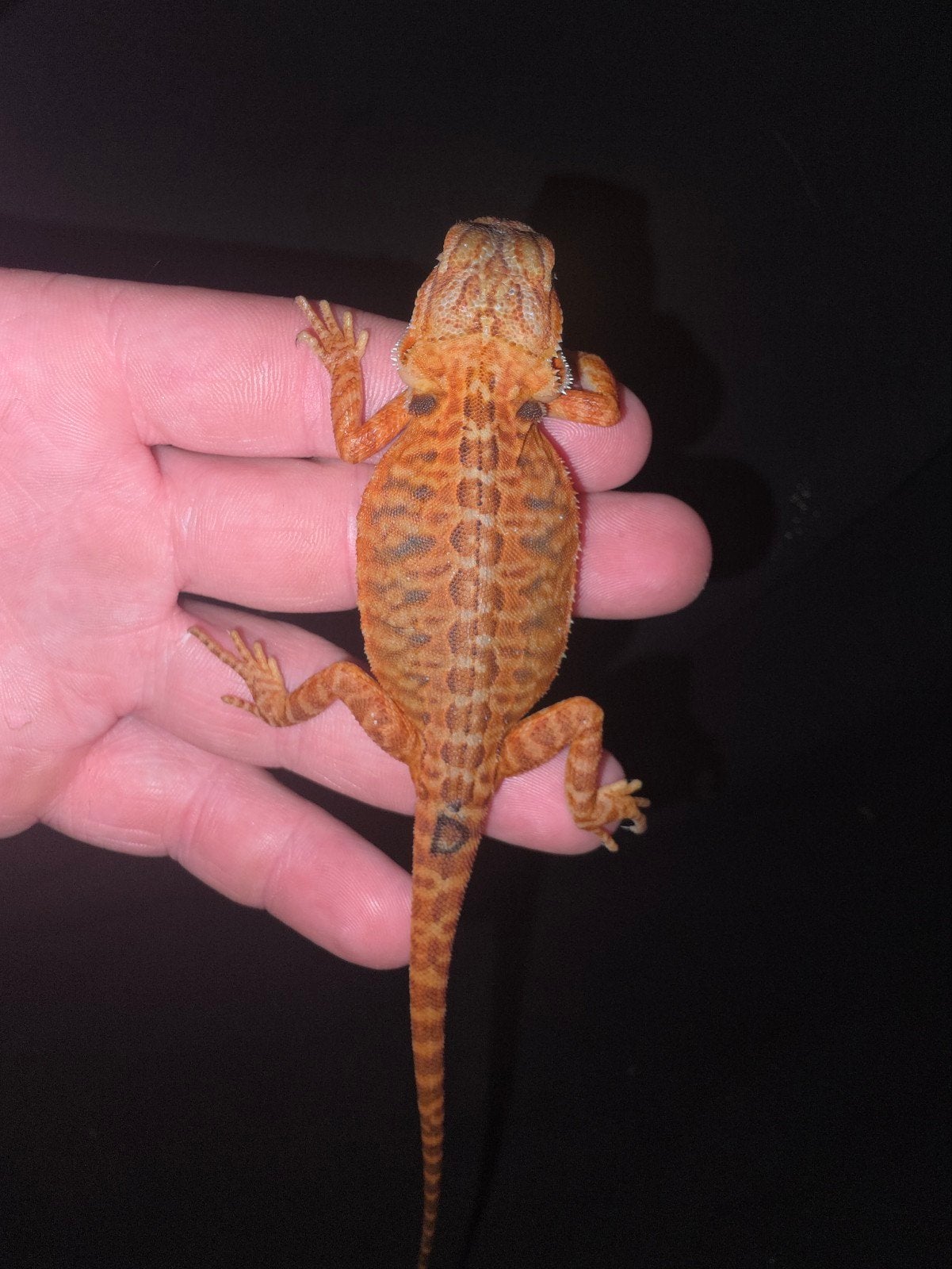femelle dragon barbu orange unique, Animaux & Accessoires, Lézard, Domestique, 0 à 2 ans