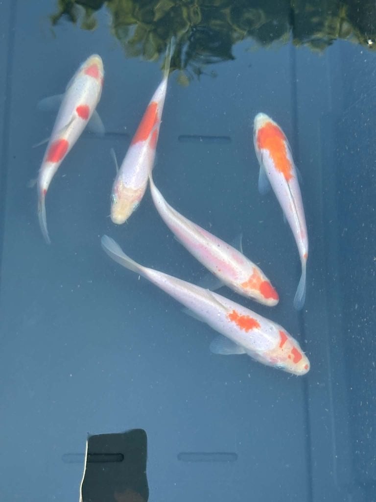 5 Koi – Tancho & Tancho Kohaku, Karper of Koi