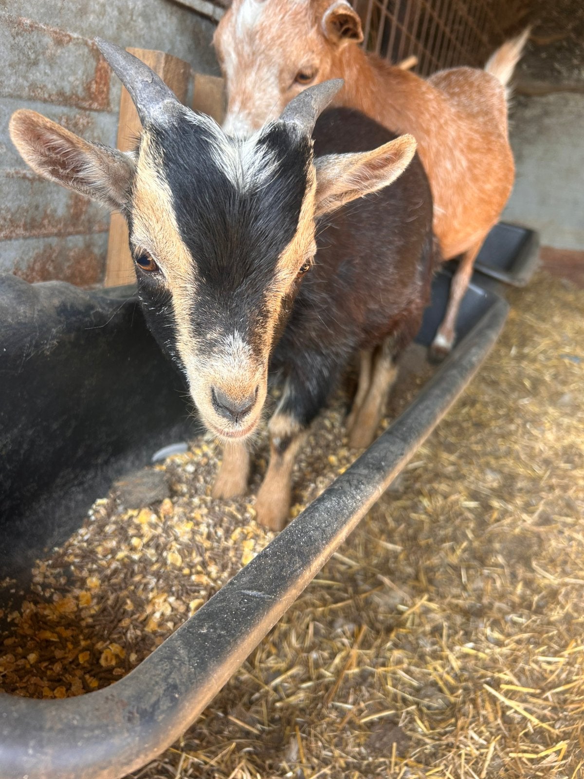 2 jonge bokjes te koop, Dieren en Toebehoren, Schapen, Geiten en Varkens, Mannelijk, Geit, 0 tot 2 jaar