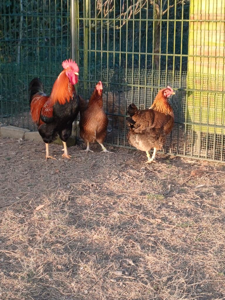 Te koop welsumer broedeieren groot ras., Dieren en Toebehoren, Pluimvee, Kip, Geslacht onbekend