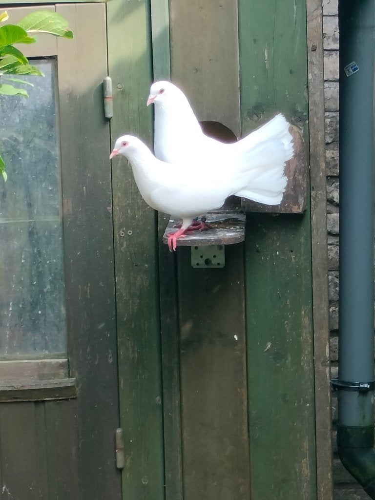 Pauwstaart duiven., Dieren en Toebehoren, Meerdere dieren, Overige soorten