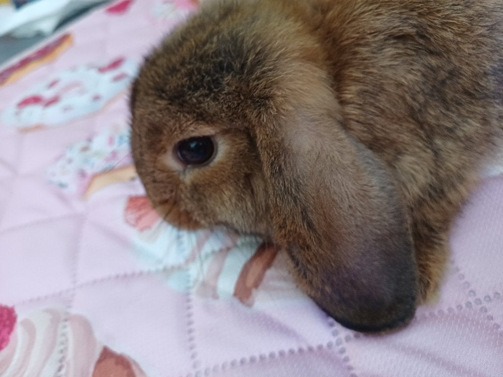 Konijntje, Dieren en Toebehoren, Konijnen, Klein, Mannelijk, 0 tot 2 jaar, Hangoor