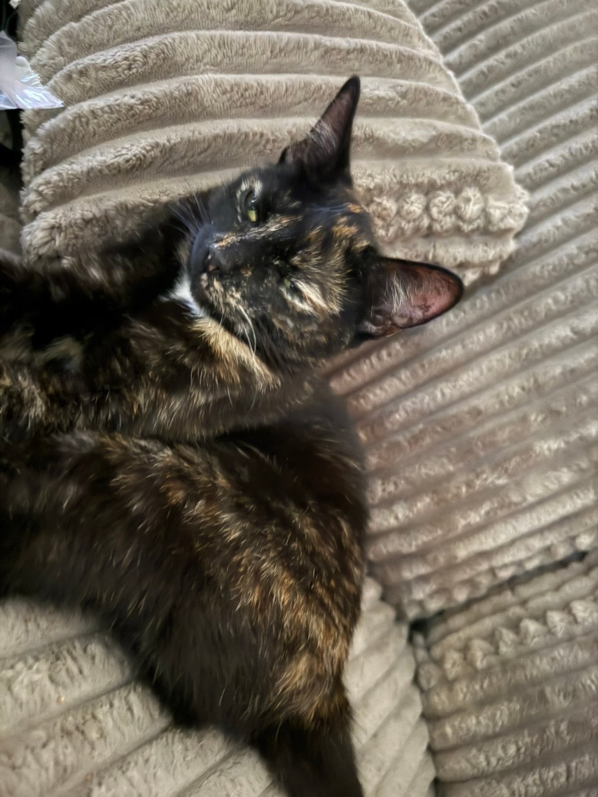 2 poesjes mama + dochter, Ophalen