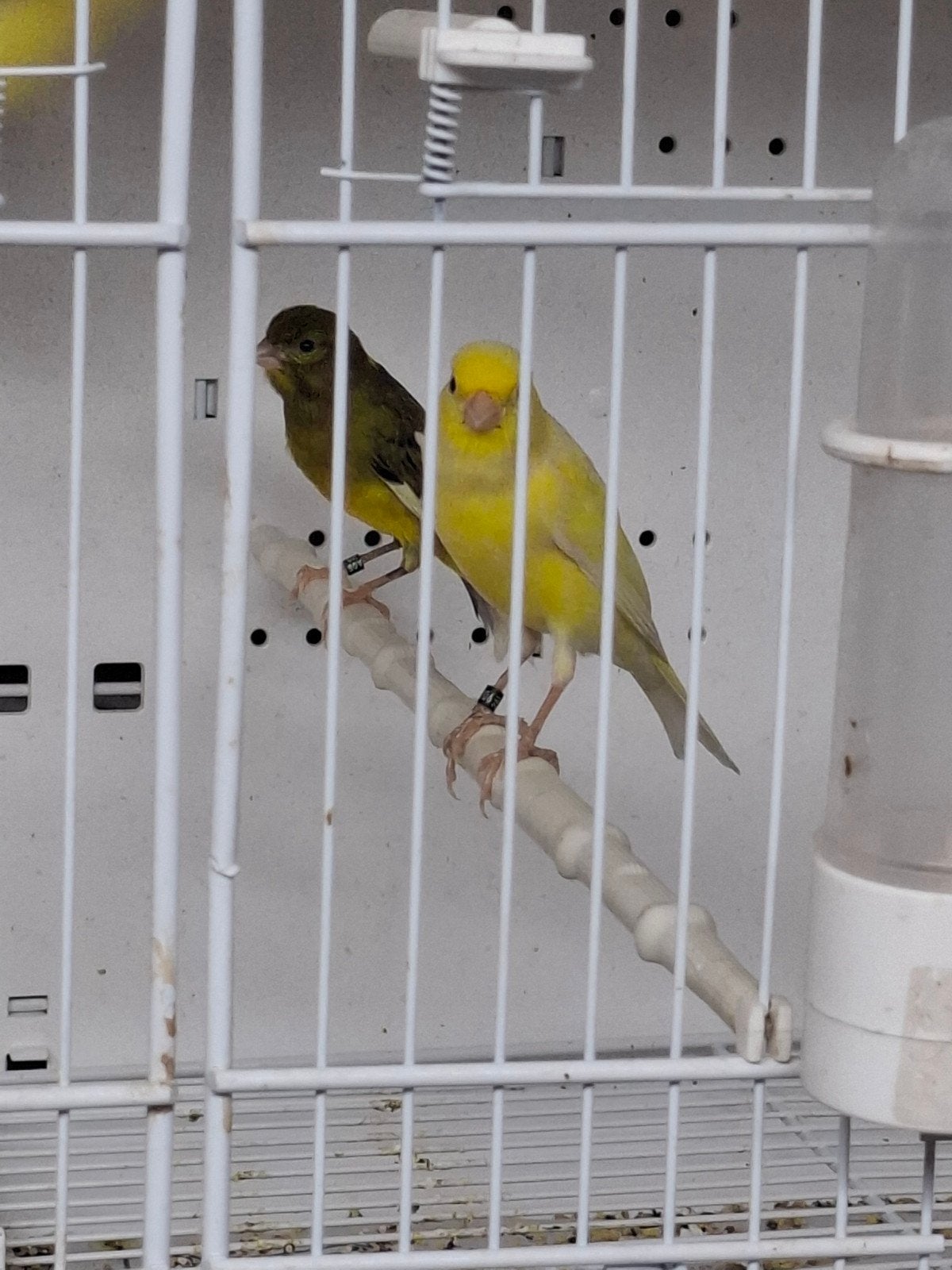 Bon Mâle de canaris raza 2026, Animaux & Accessoires, Mâle
