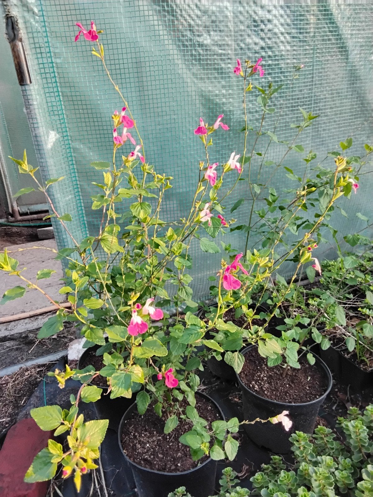 Salvia microfilla, Jardin & Terrasse, Enlèvement