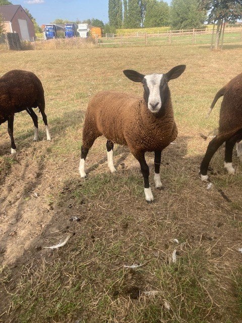 Zwartbles schapen, Meerdere dieren, Schaap, 0 tot 2 jaar
