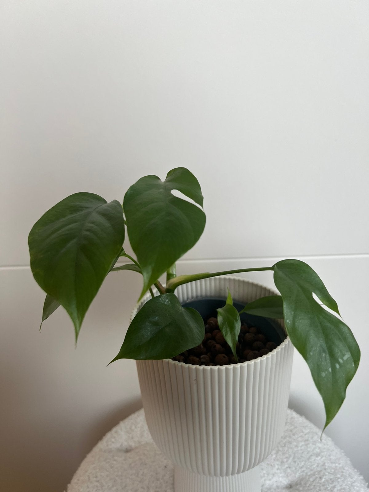 Monstera minima, Ophalen
