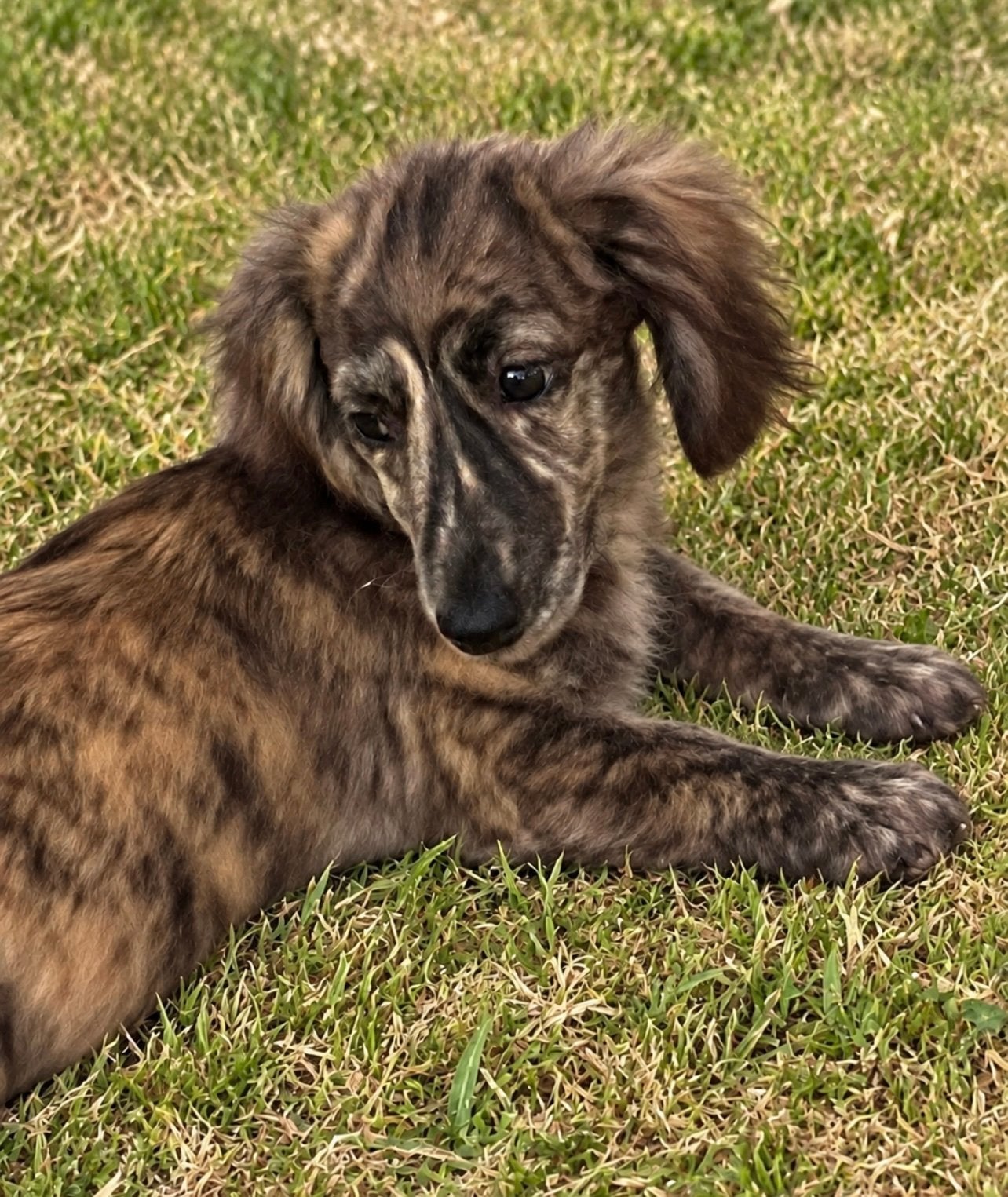 teckel pups,brindle,dwerg,langharig,reu, Dieren en Toebehoren, Honden | Teckels en Dashonden, België, Reu, 8 tot 15 weken, Dwerg