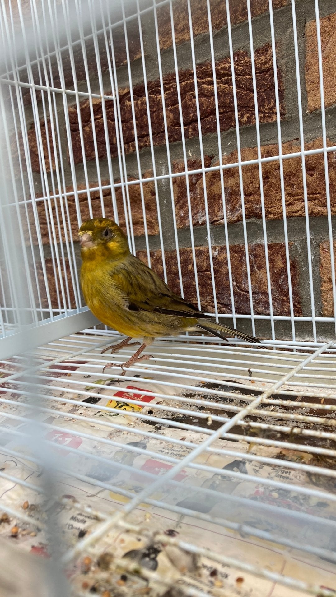 kanaries, Dieren en Toebehoren