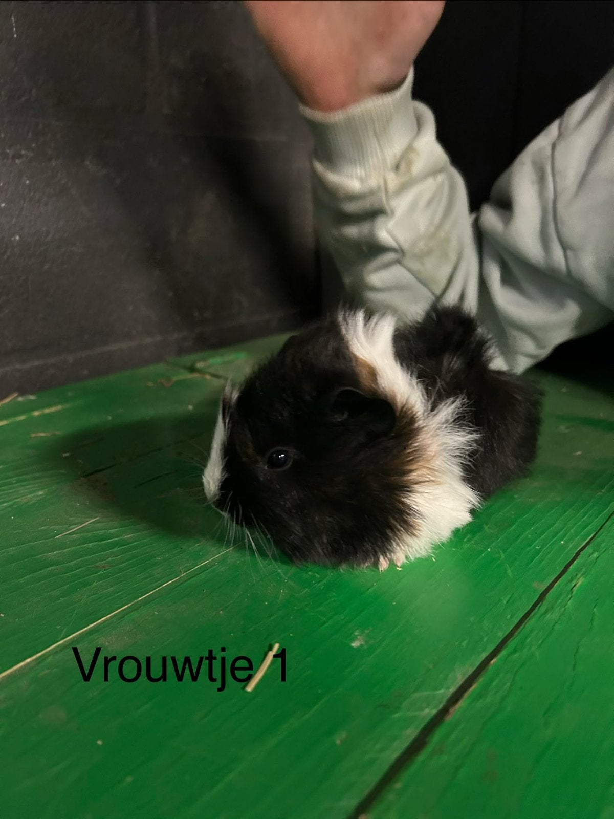 Mooie tricolor borstelcavia’s, Animaux & Accessoires, Octobre, Domestique, Plusieurs animaux, Cobaye