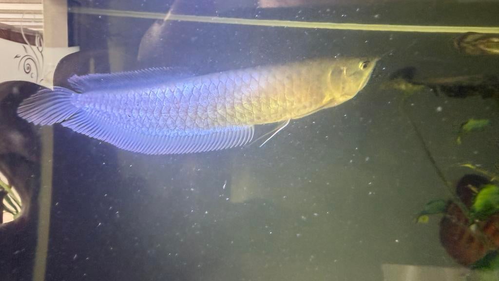 arowana silver, Poisson, Poisson d'eau douce