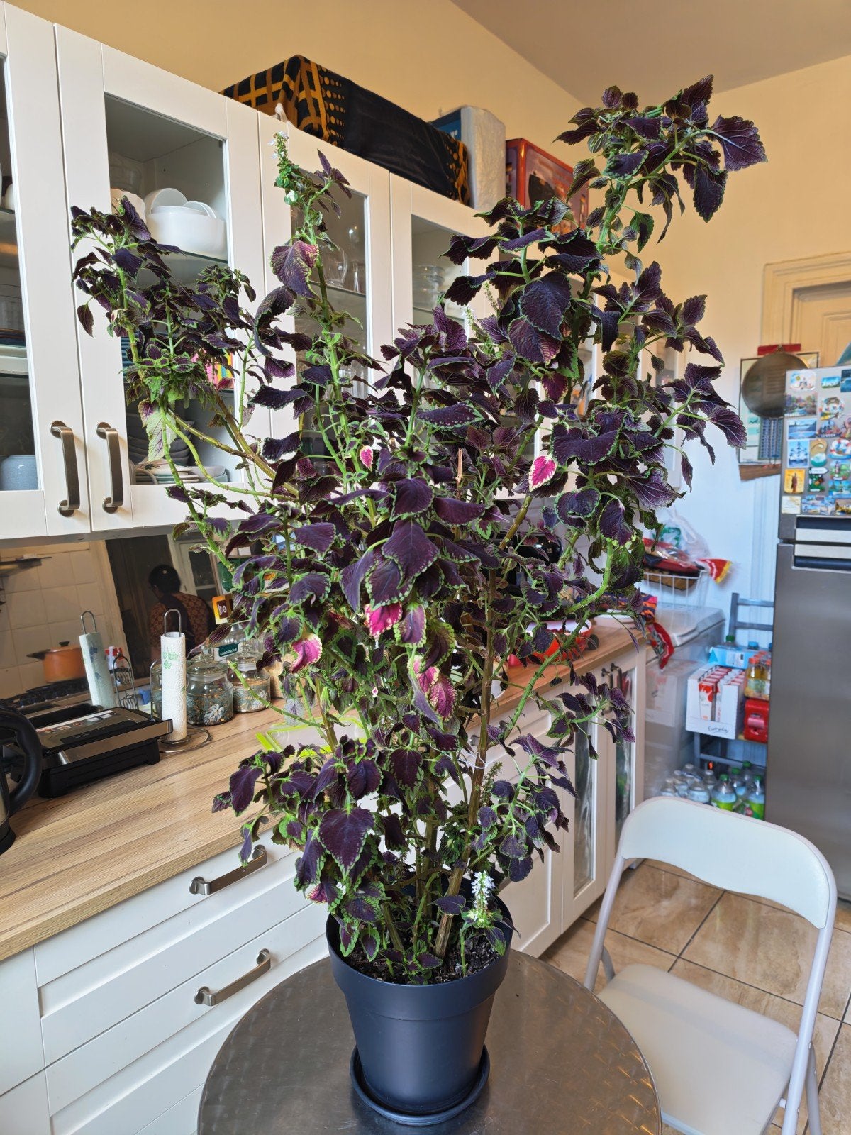 Grand Coléus pourpre (Coleus) – plante d'intérieur décorativ, Huis en Inrichting, Groen, Binnen