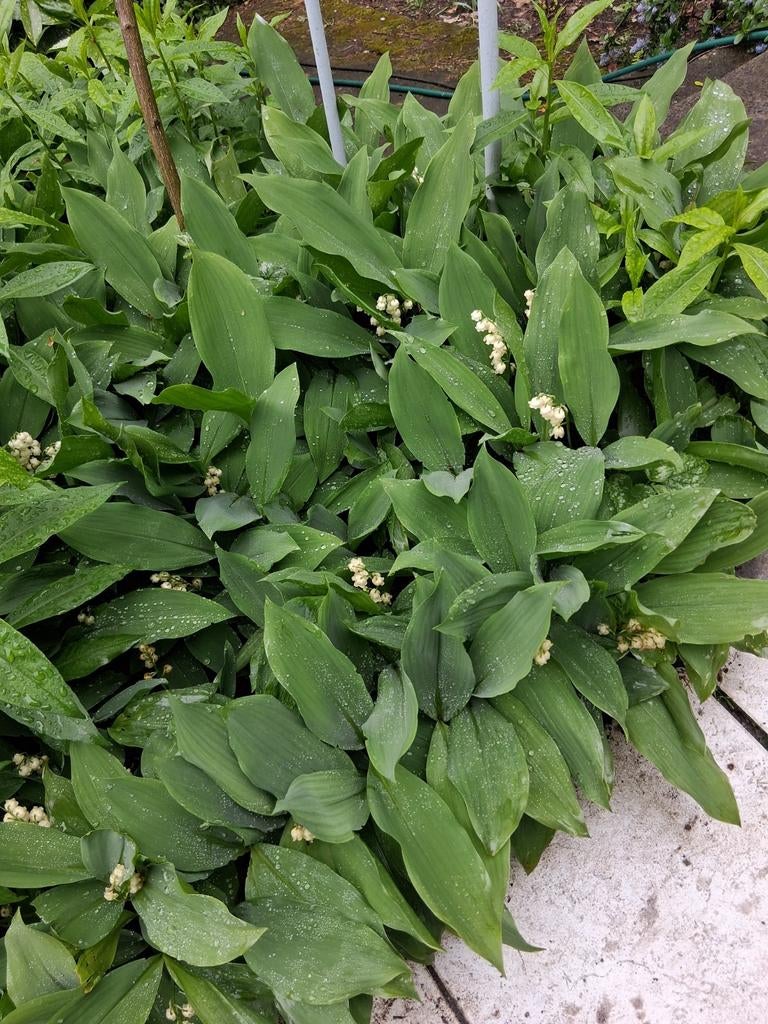 Meiklokjes 20 plantjes voor 10 euro, Ophalen