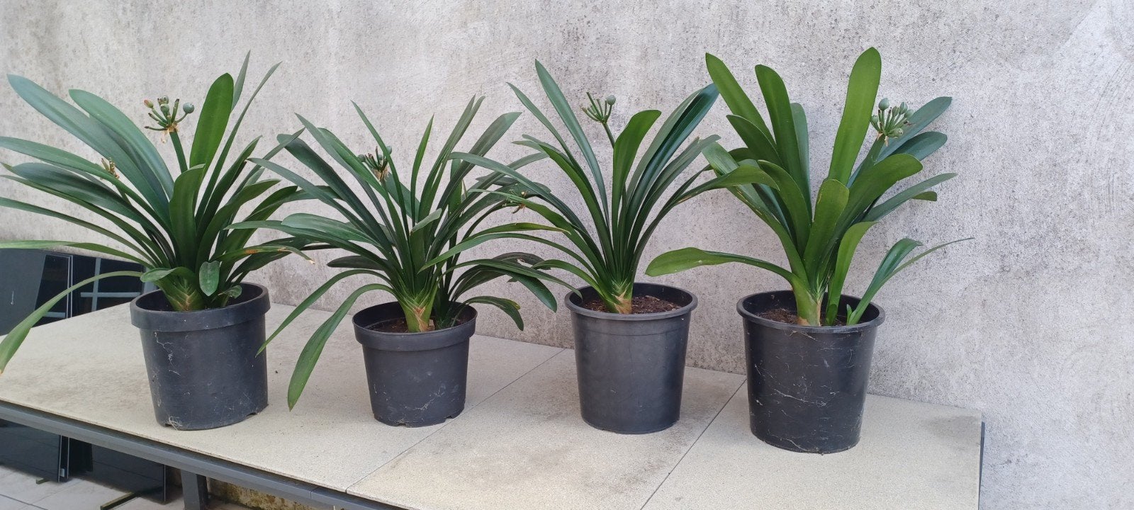 plant, Ophalen