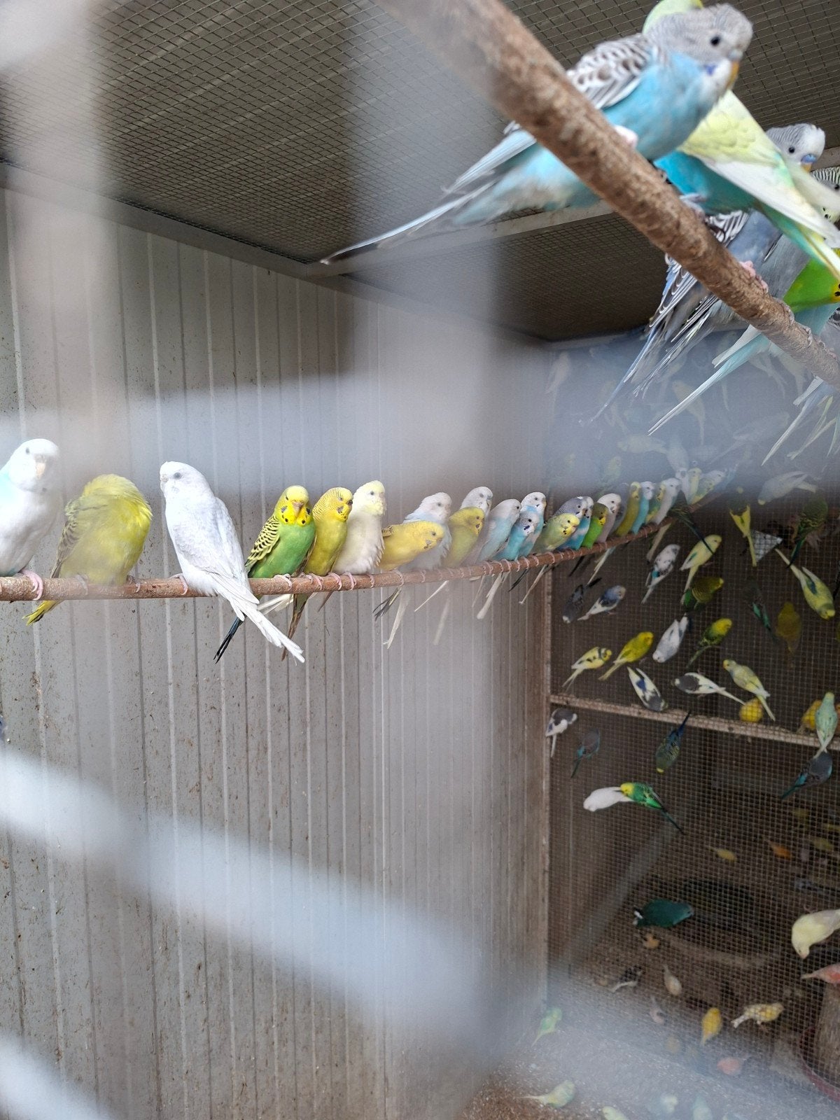 grasparkieten jonge vogels  8euro stuk 15 koppel