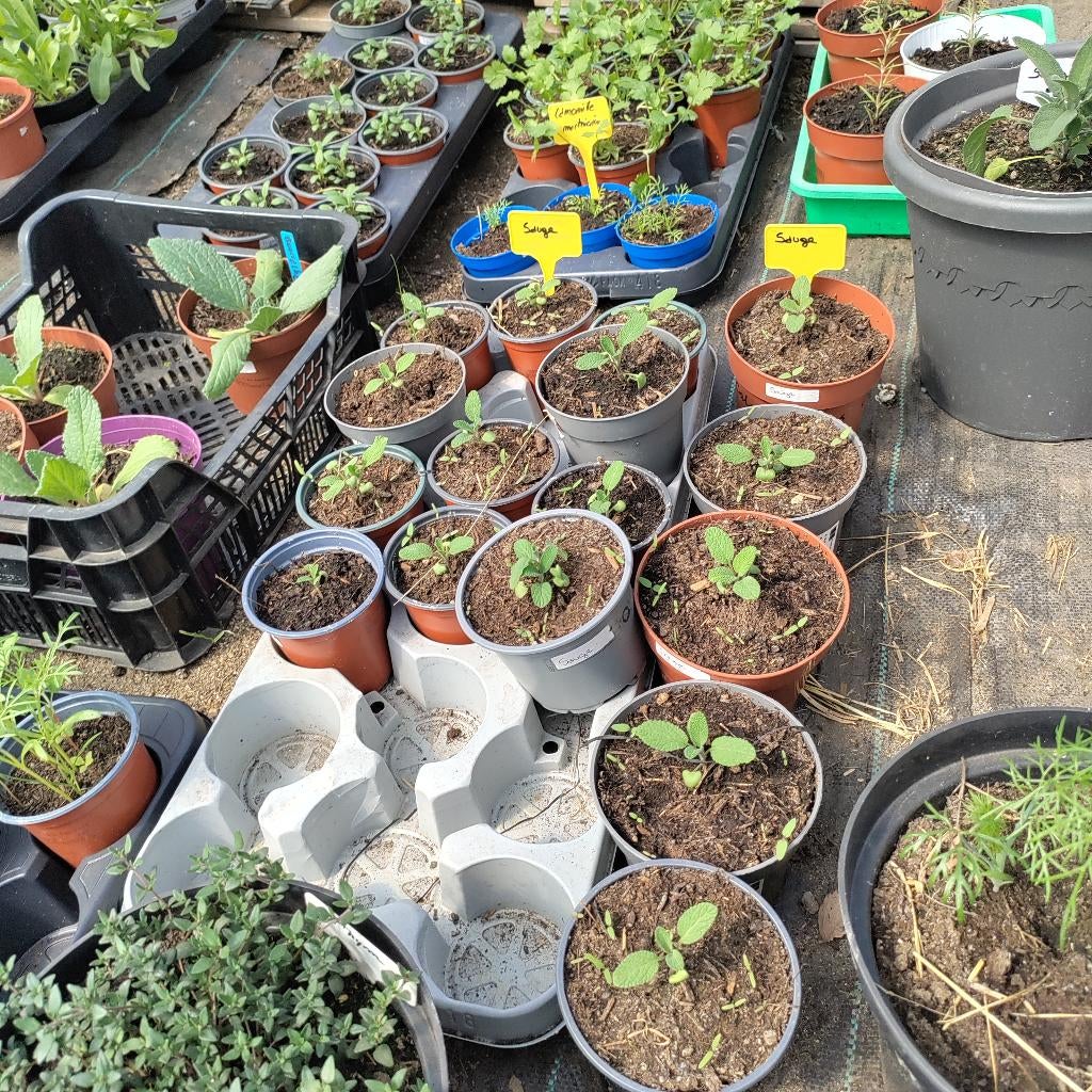 Sauge plant, Tuin en Terras, Ophalen