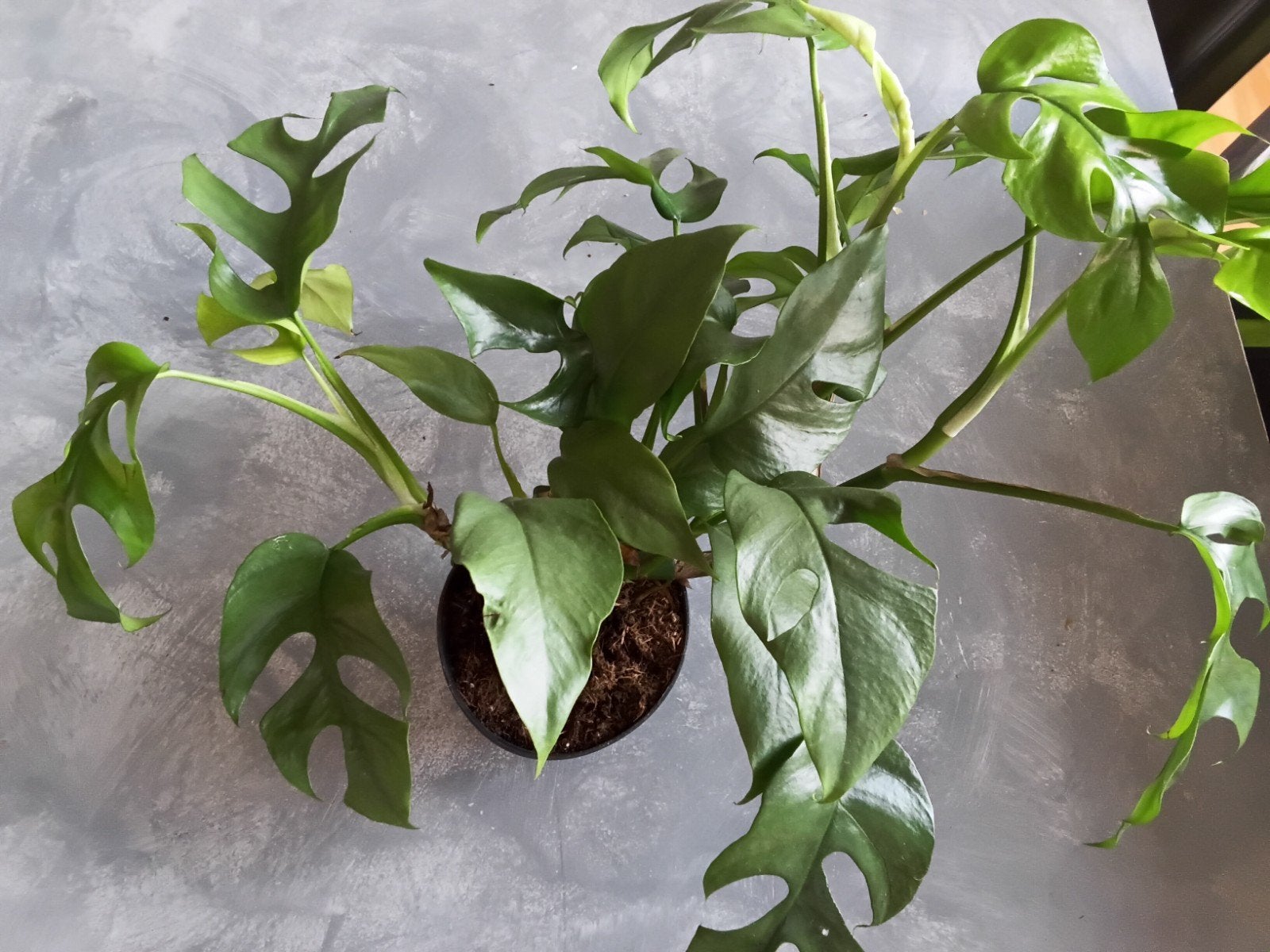 Semis de Monstera minima à vendre, En pot, Enlèvement ou Envoi, Moins de 100 cm, Plante verte
