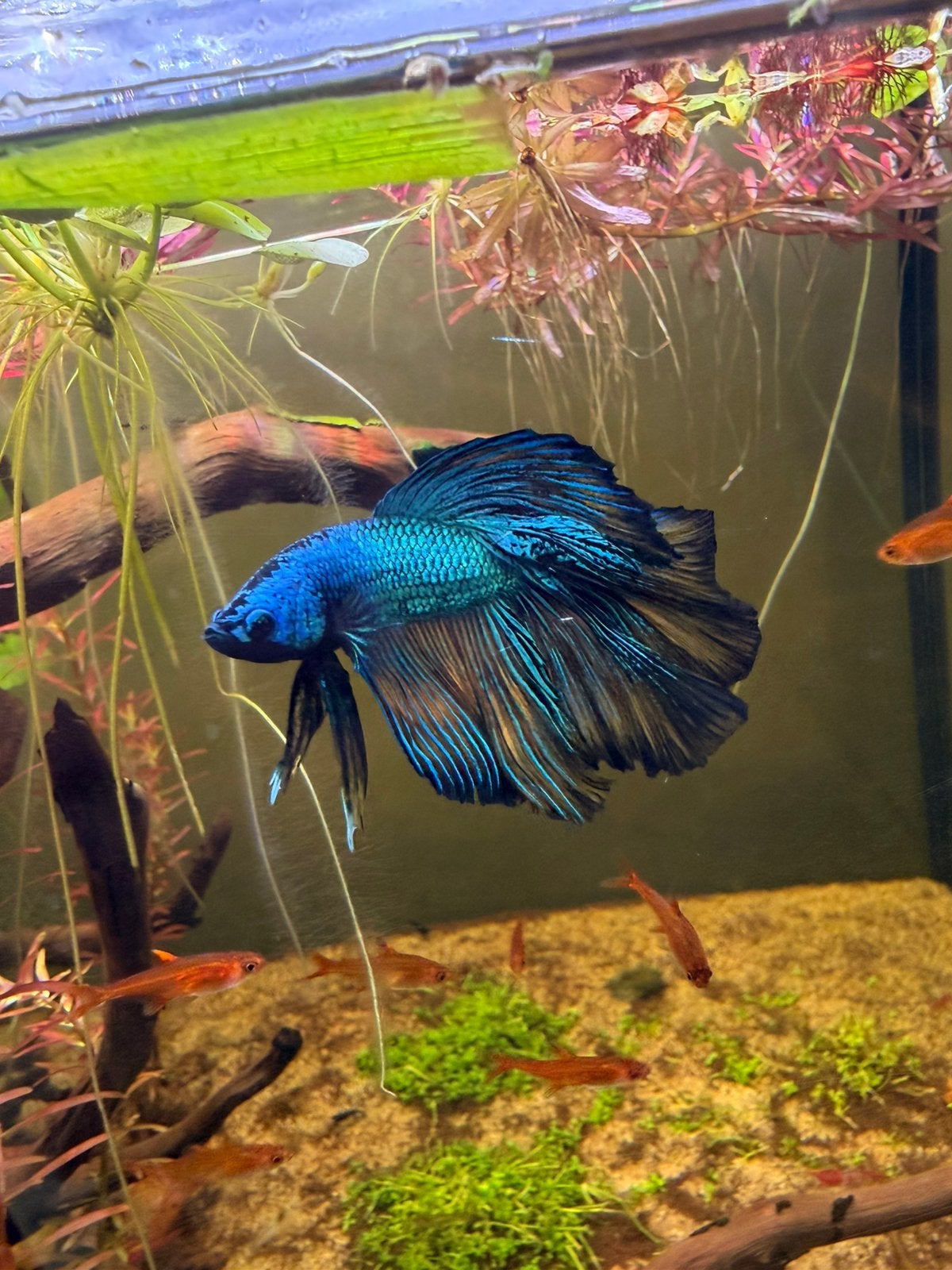 Betta’s te koop