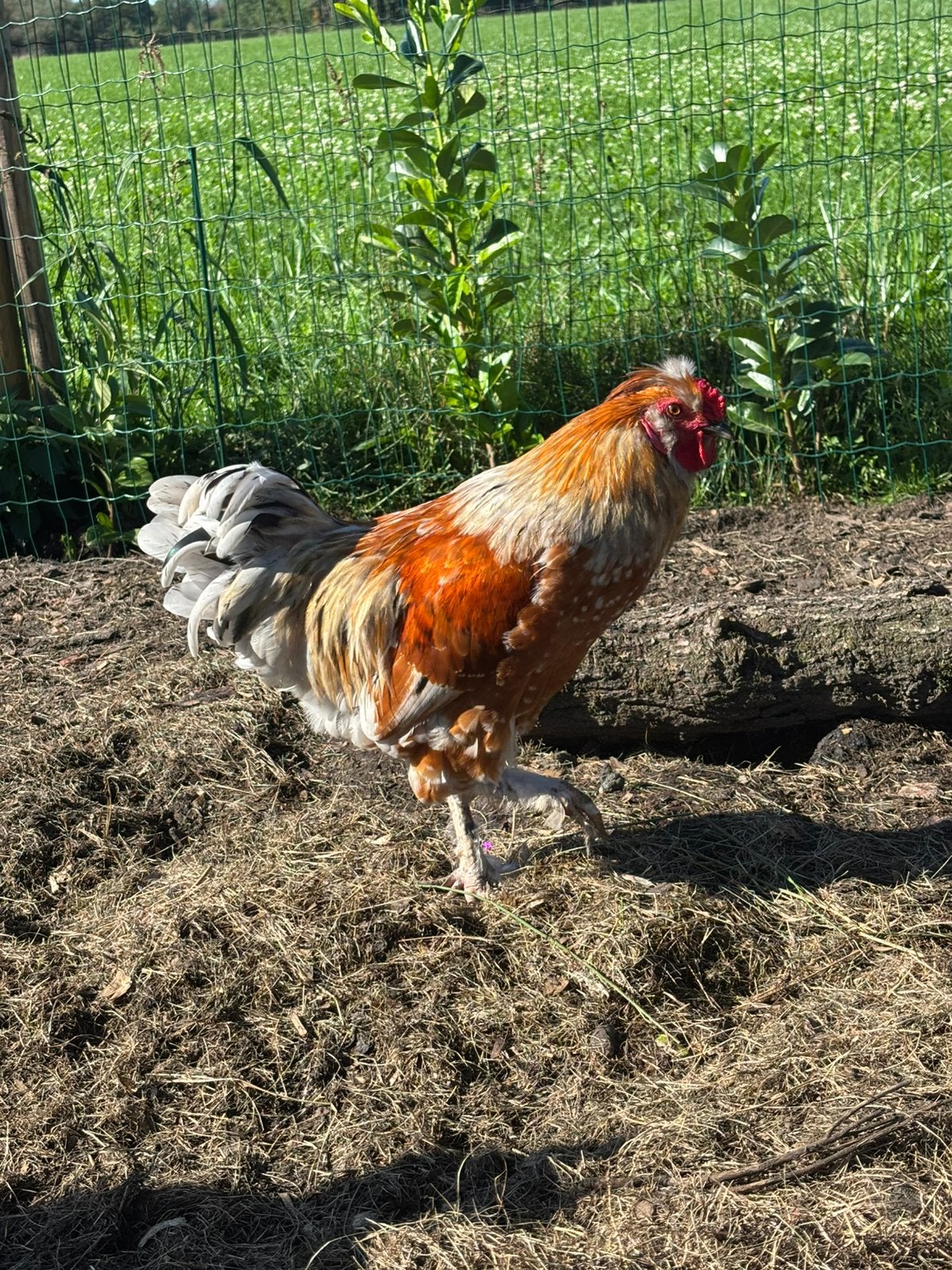 Haan zoekt een nieuwe thuis, Dieren en Toebehoren