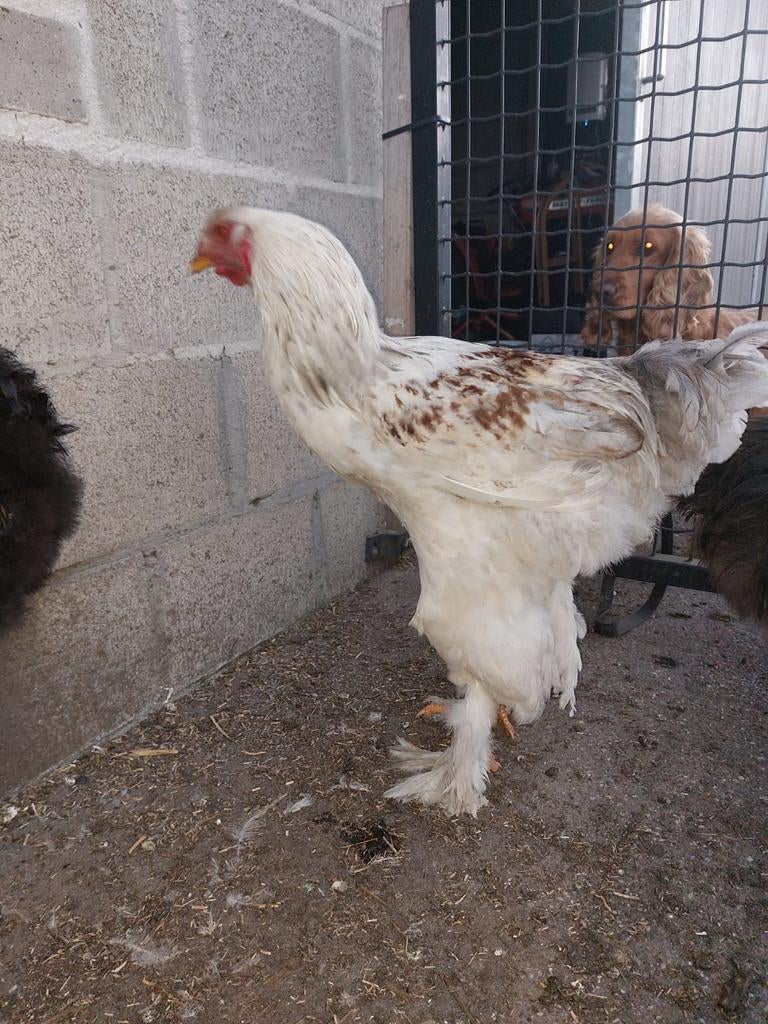 Brahma zalm hanen, Dieren en Toebehoren, Pluimvee