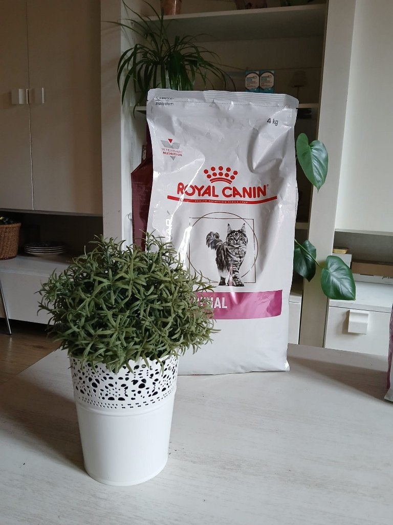 Croquettes chats "Royal Canin Renal" 4kg, Animaux & Accessoires, Nourriture pour Animaux, Enlèvement ou Envoi, Chat