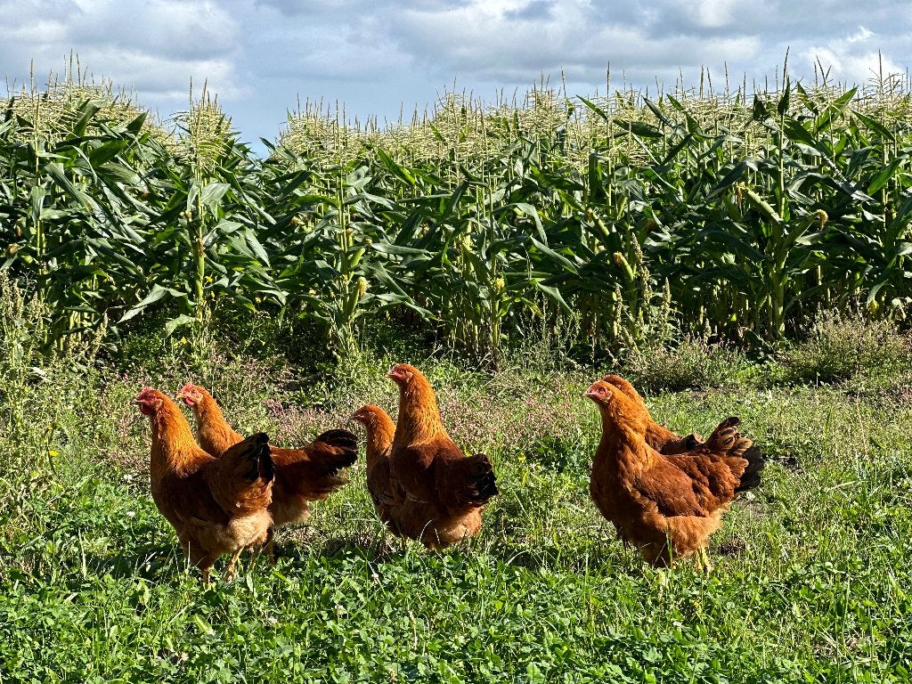 Jonge tamme New Hampshire kippen gesekst en ingeënt
