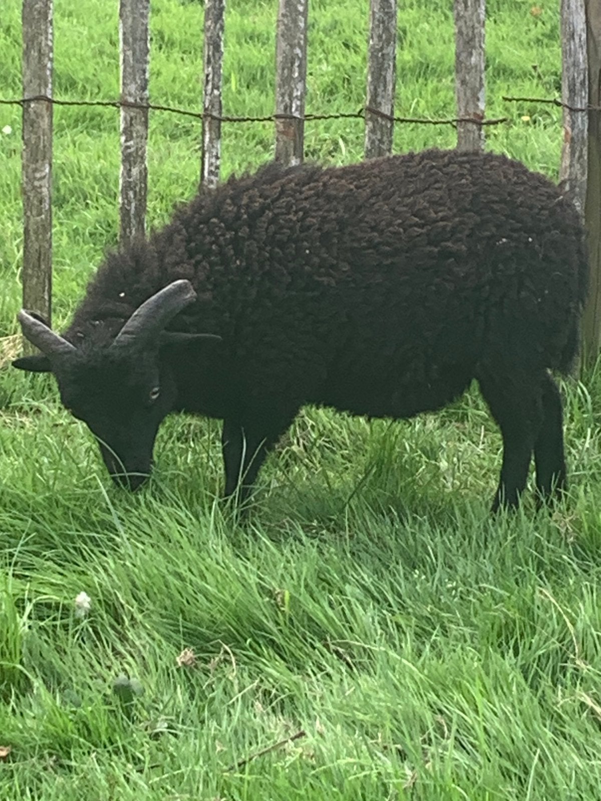 Ouessant ram lam, Dieren en Toebehoren, Schapen, Geiten en Varkens, Mannelijk, Schaap, 0 tot 2 jaar