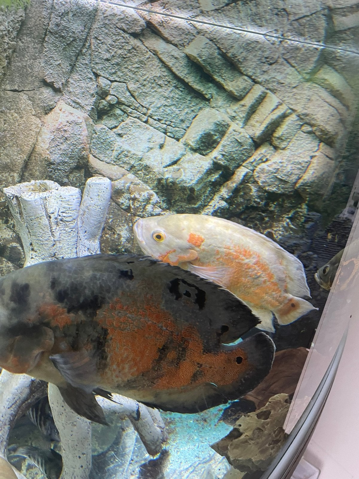 Vissen Oscar cichlid, koppel, 30 cm, Dieren en Toebehoren, Overige soorten